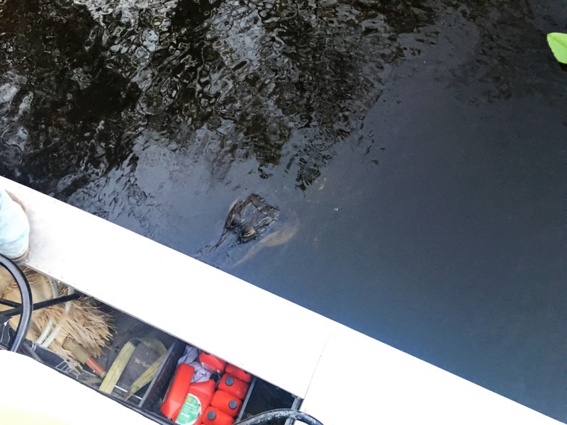 everglades airboat tour